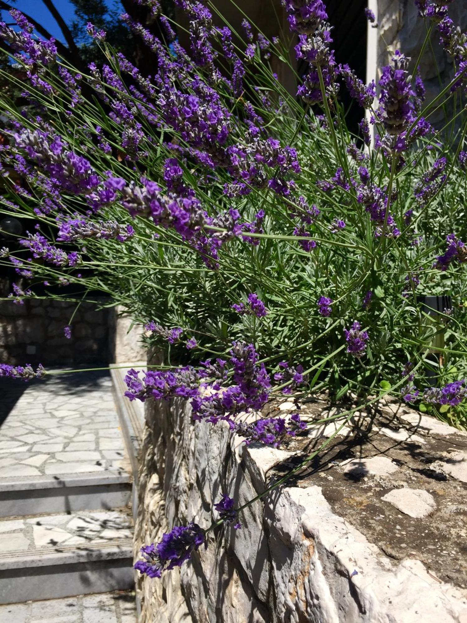 Apartments Ante Podaca Εξωτερικό φωτογραφία